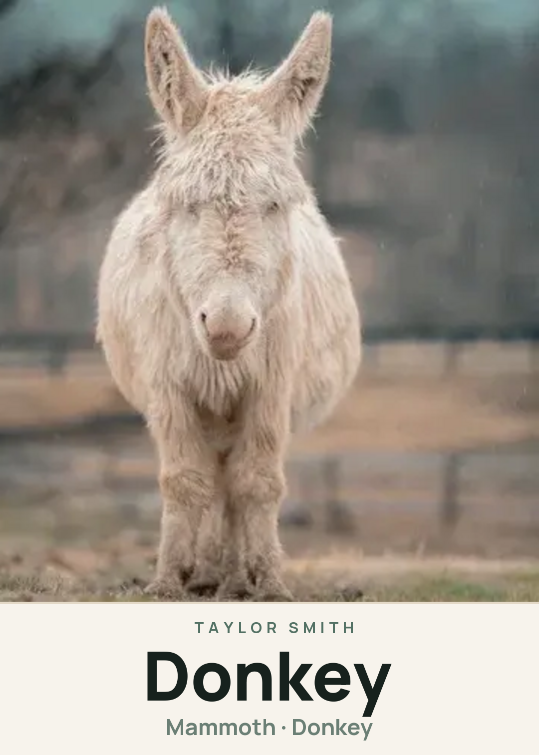 Donkey Creature Card