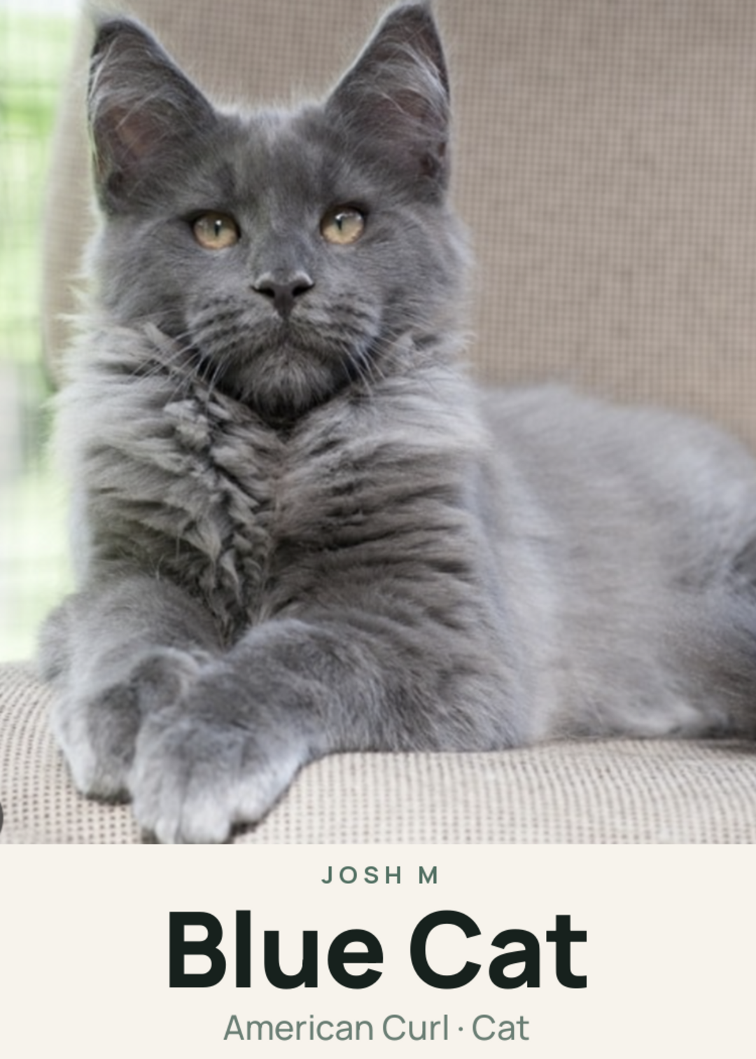 Blue Cat Creature Card