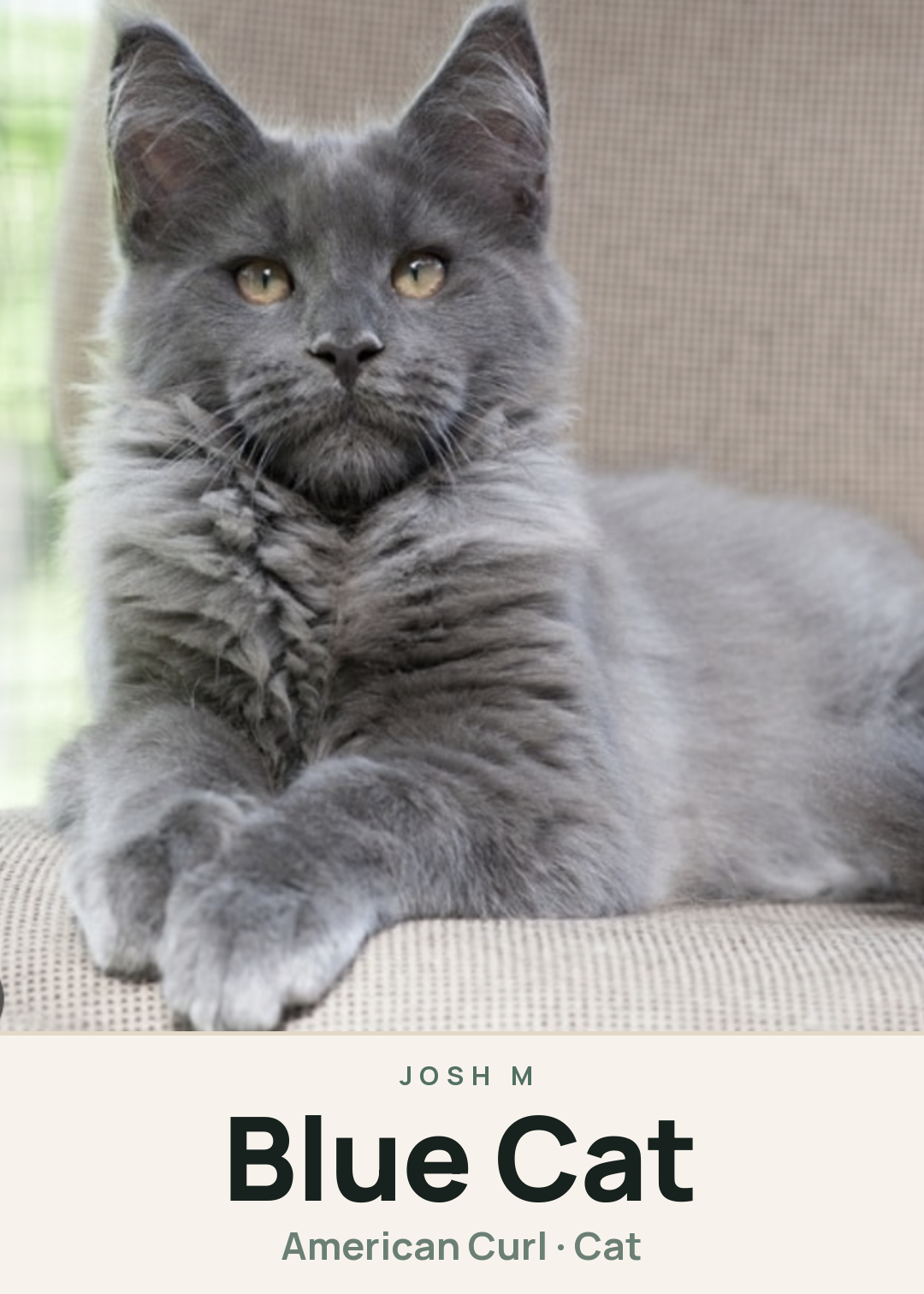 Blue Cat Creature Card