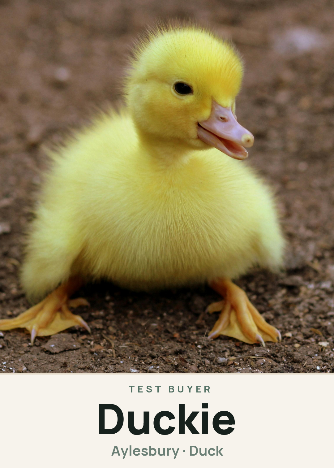 Duckie Creature Card