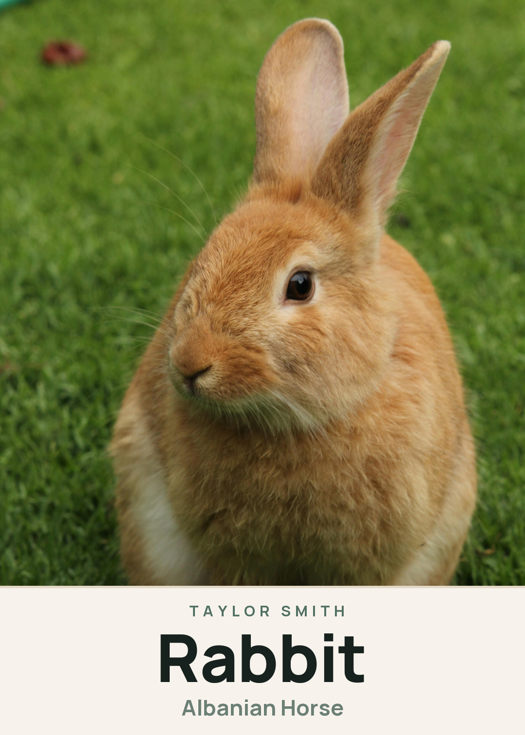 Rabbit Creature Card