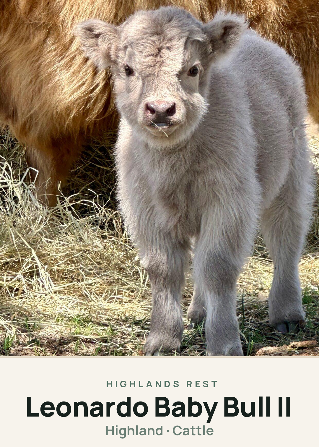 Leonardo Baby Bull II Creature Card