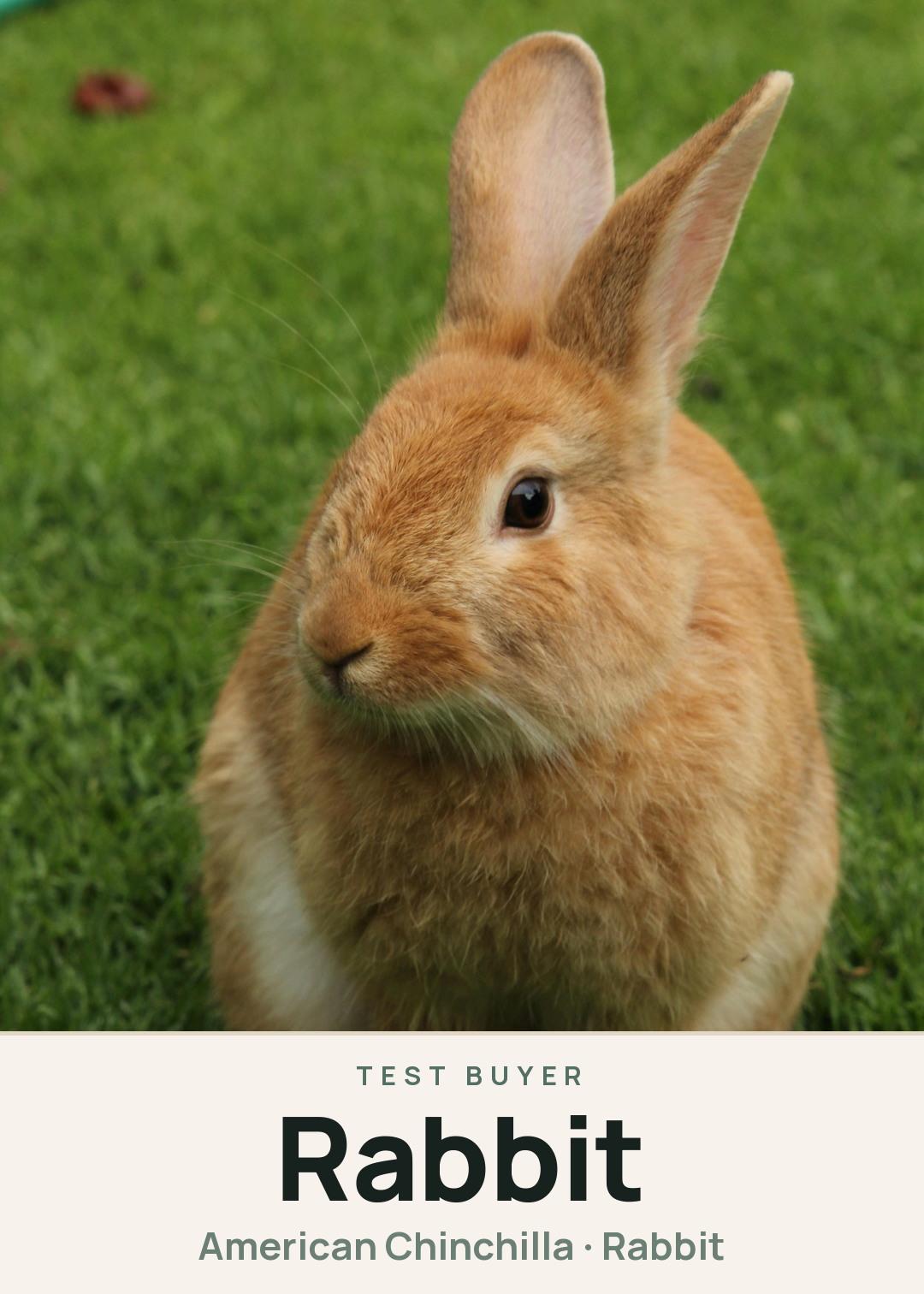 Rabbit Creature Card