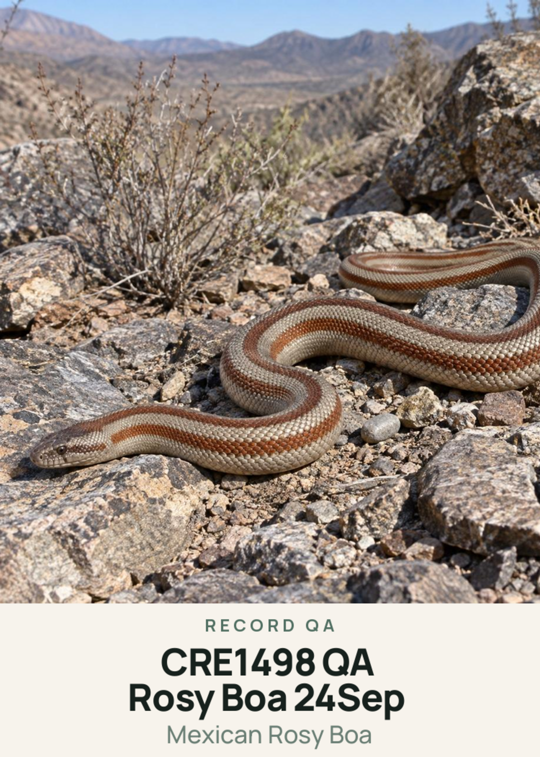 CRE1498 QA Rosy Boa 24Sep Creature Card