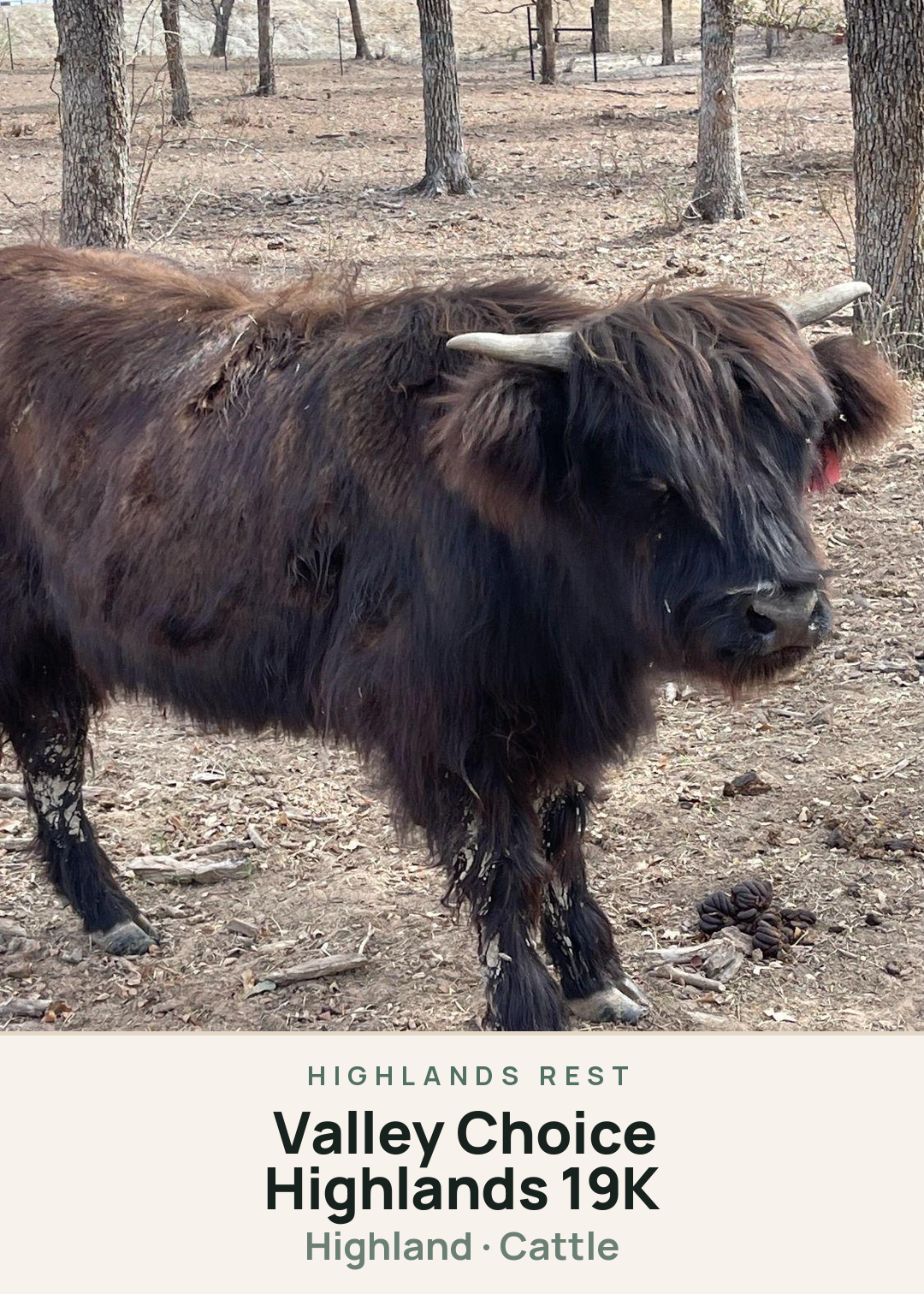 Valley Choice Highlands 19K Creature Card
