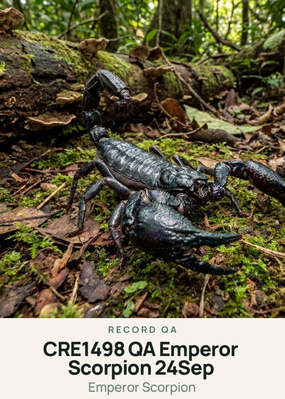 CRE1498 QA Emperor Scorpion 24Sep Creature Card