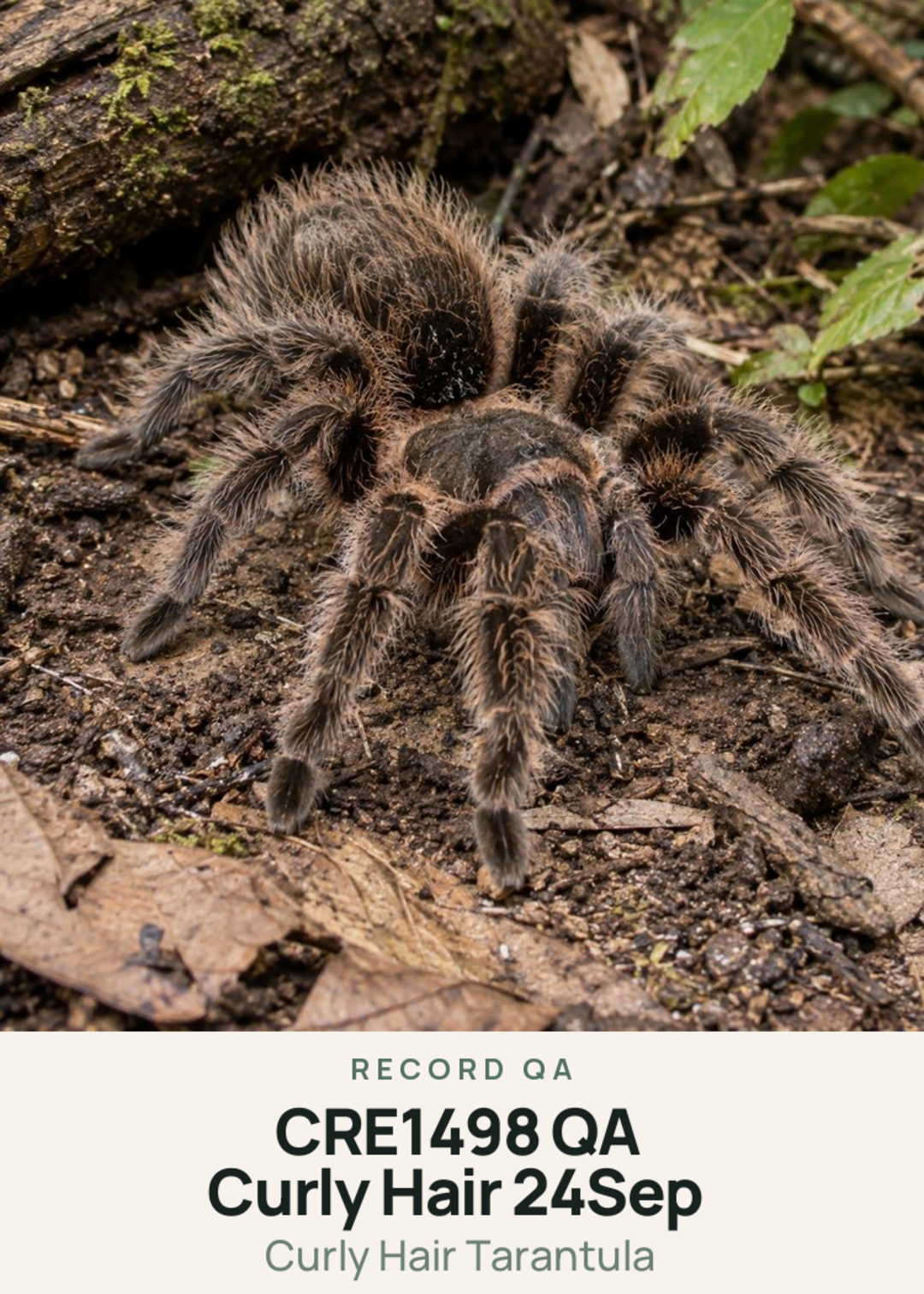 CRE1498 QA Curly Hair 24Sep Creature Card