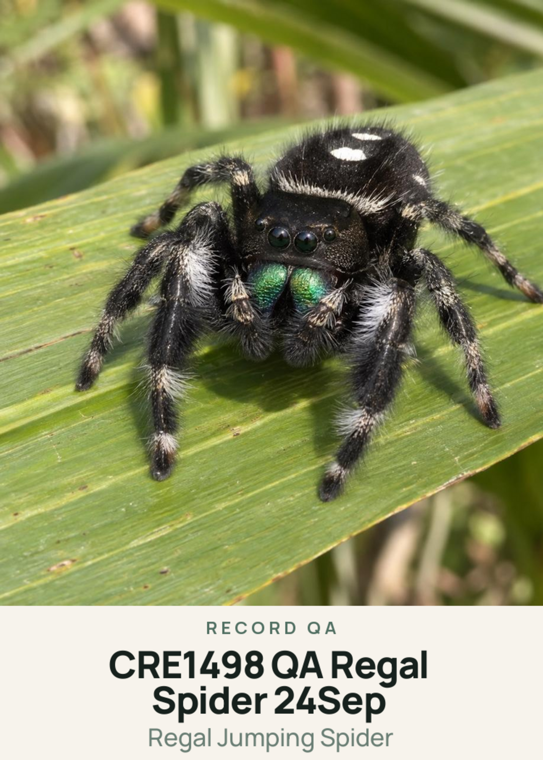 CRE1498 QA Regal Spider 24Sep Creature Card