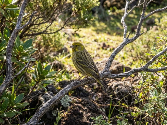 canary