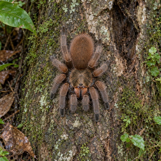 Costa Rican orange mouth tarantula