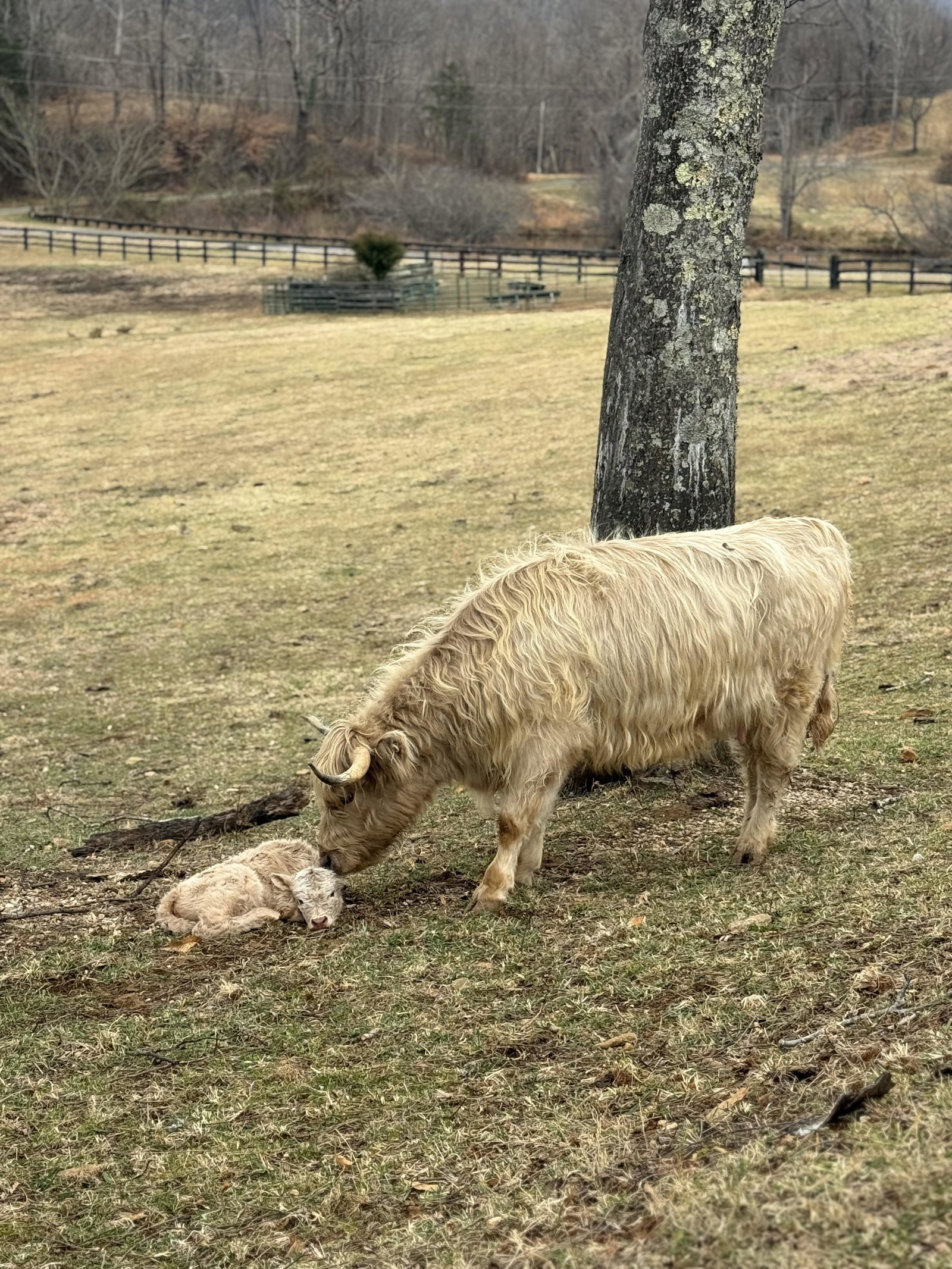 Cattle Boarding