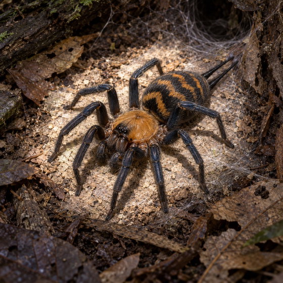 tiger funnel web spider