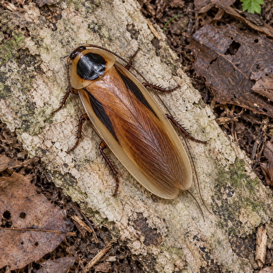 Peruvian black-head roach