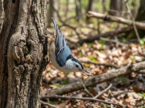 white-breasted nuthatch