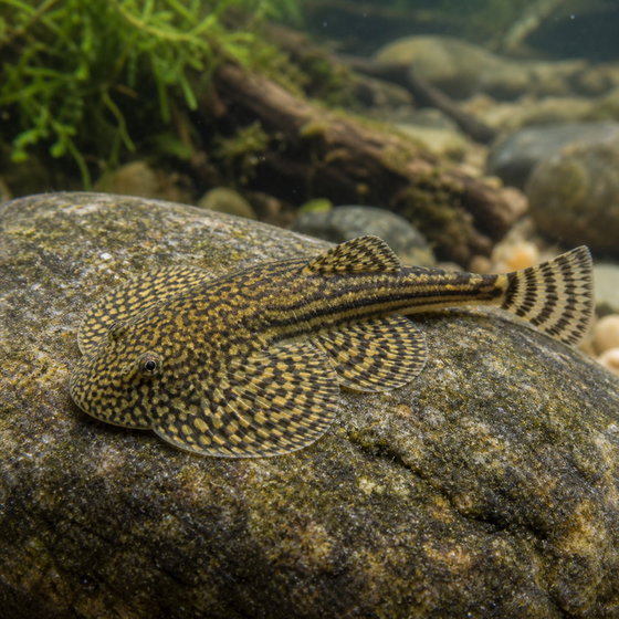reticulated hillstream loach