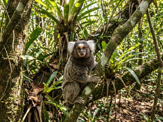 common marmoset