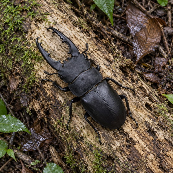 Serrognathus alcides