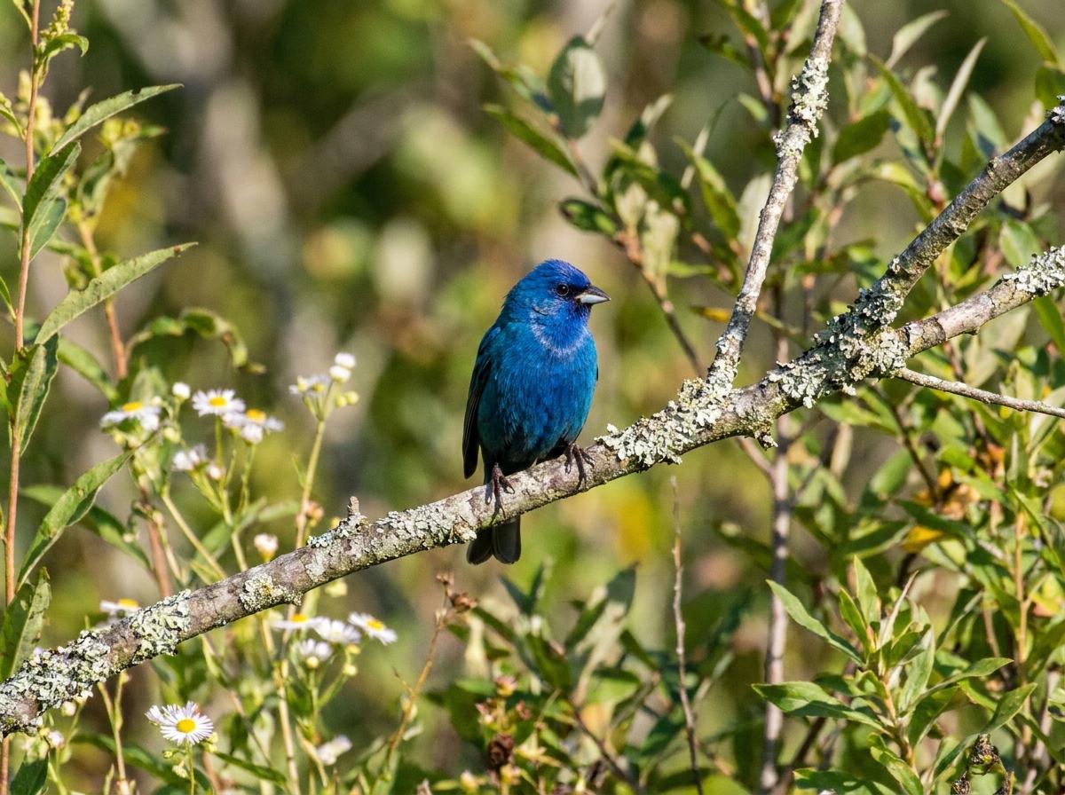 indigo bunting