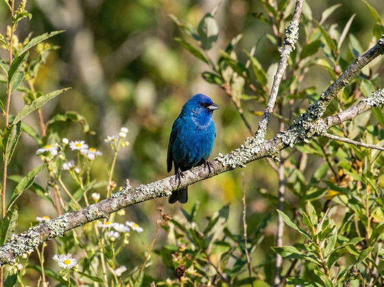 indigo bunting