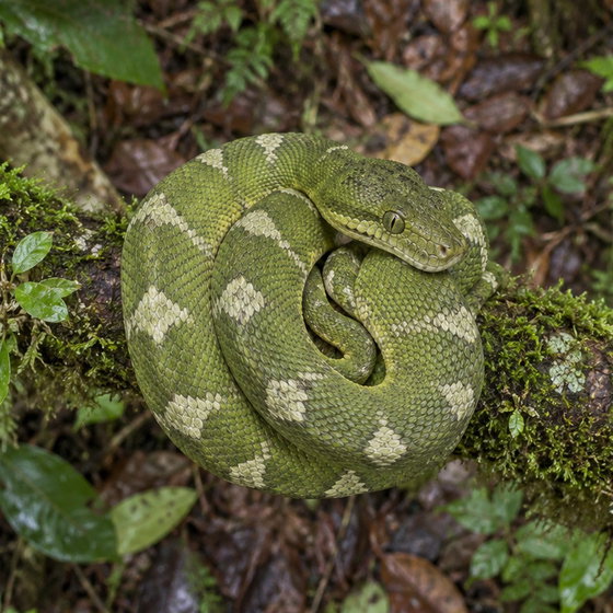 Madagascar tree boa