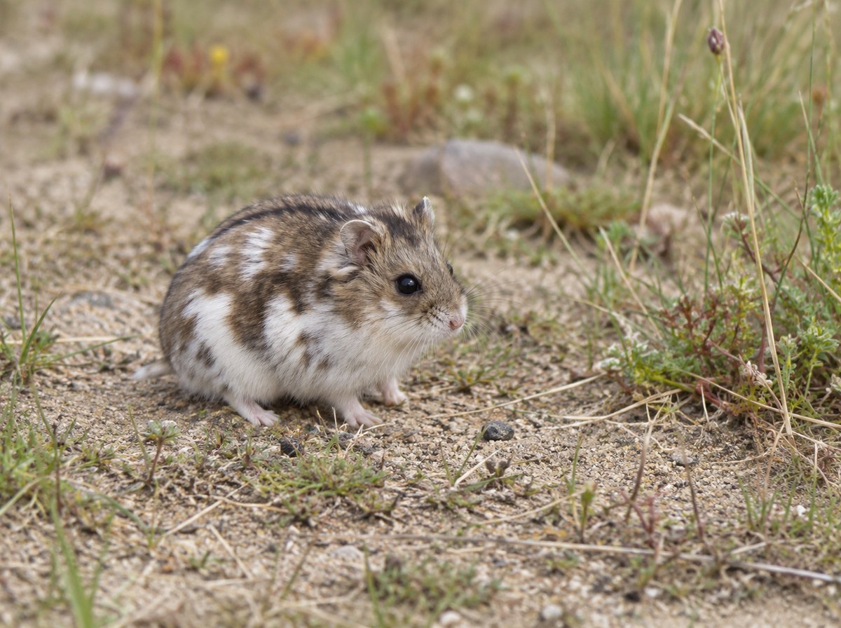 Mottled