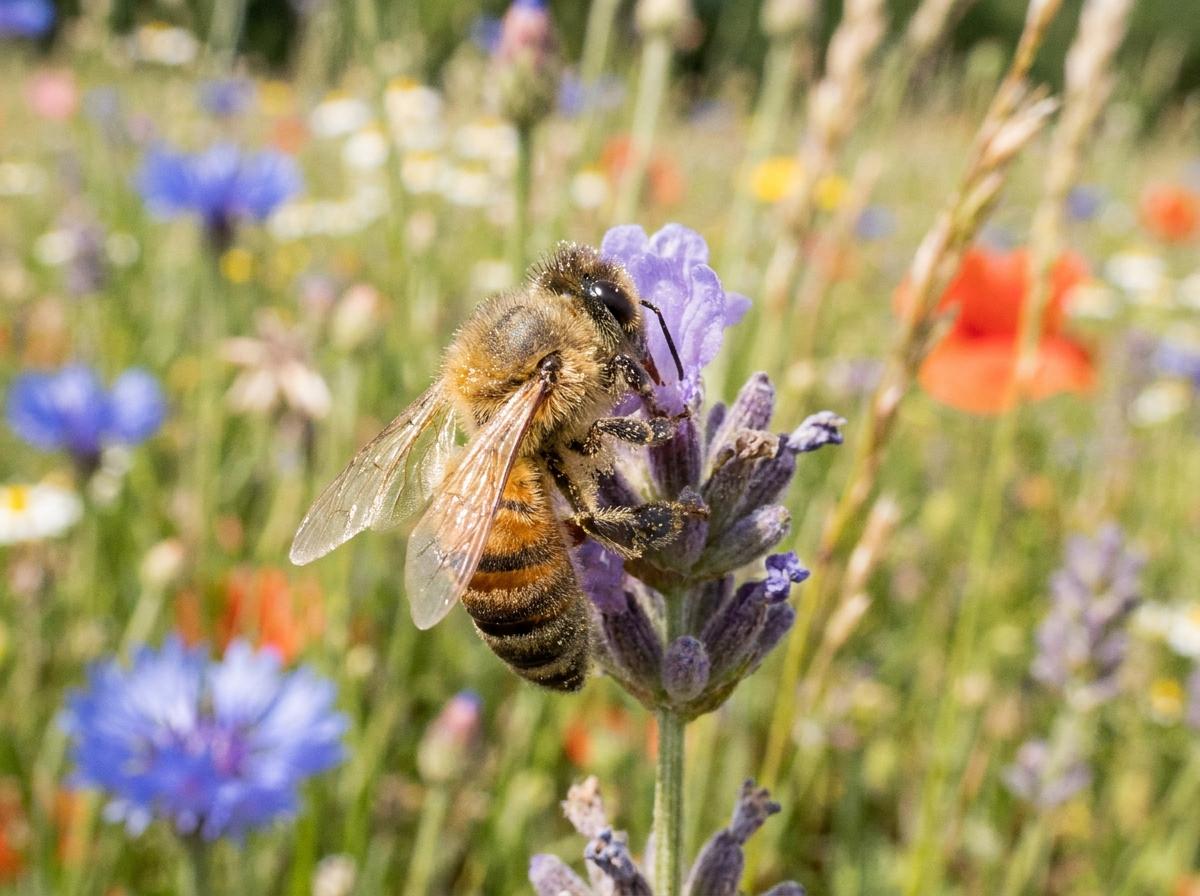 European honey bee