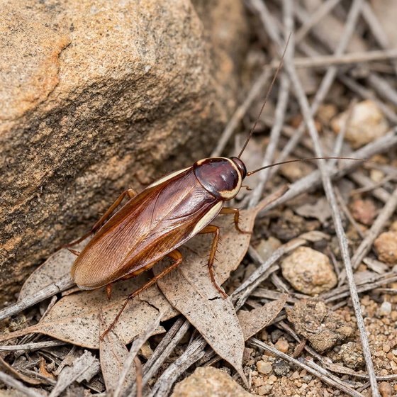 red runner roach