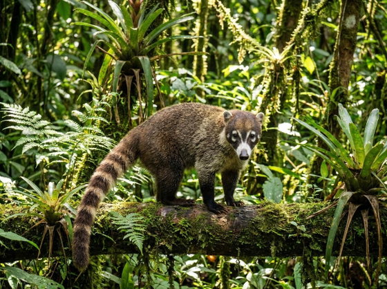 White-Nosed Coati