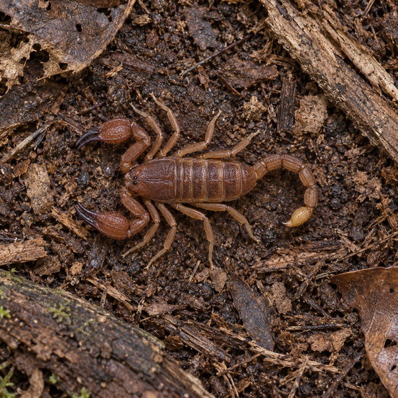 dwarf wood scorpion