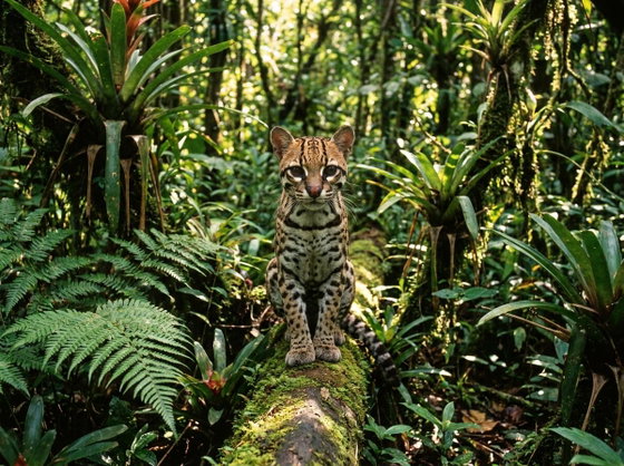 ocelot