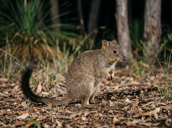 brush-tailed bettong
