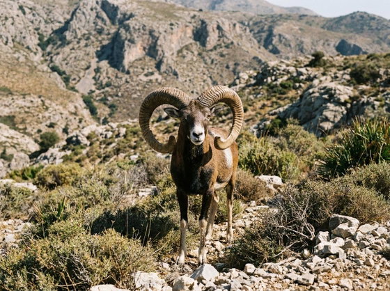 mouflon