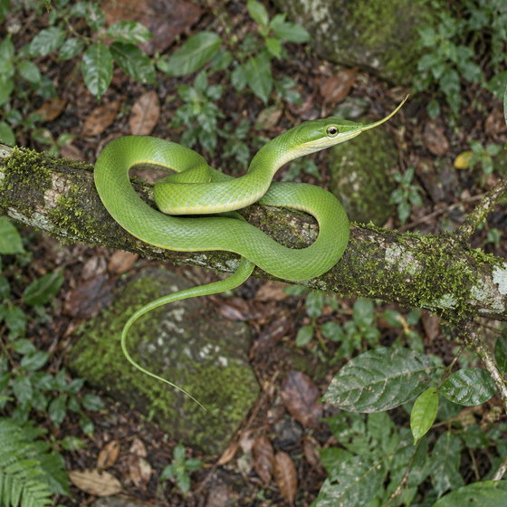 rhinoceros snake
