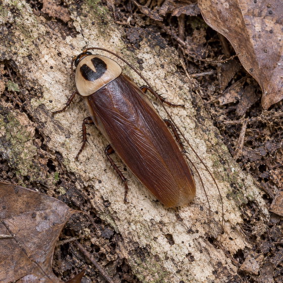 Malaysian zebra-stripe cockroach
