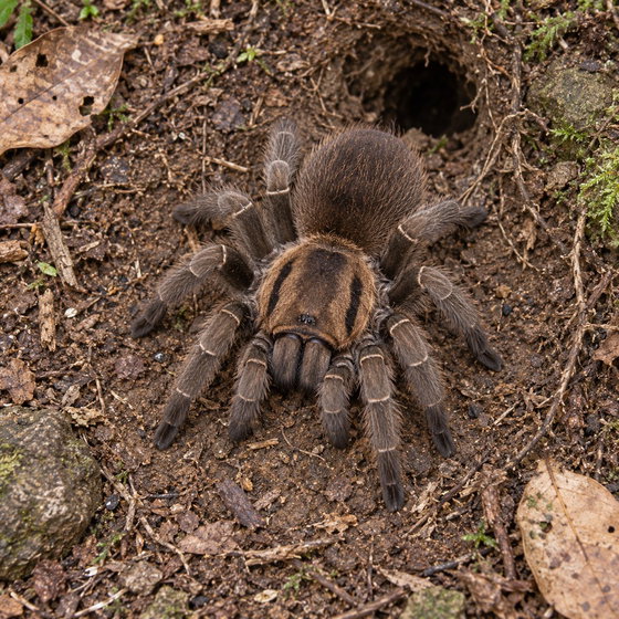 lesser Goa mustard tarantula