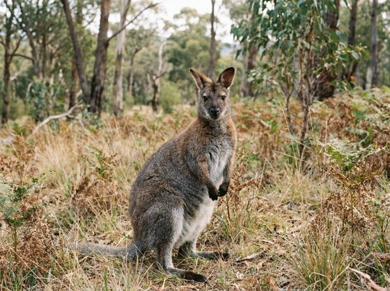Bennett's wallaby