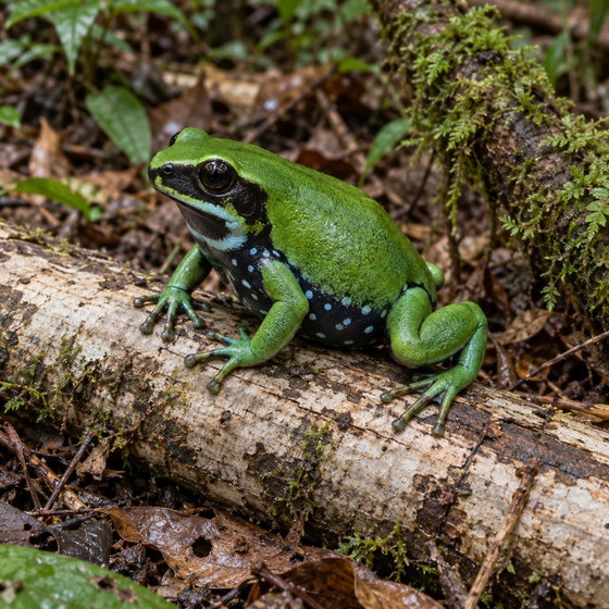 green mantella