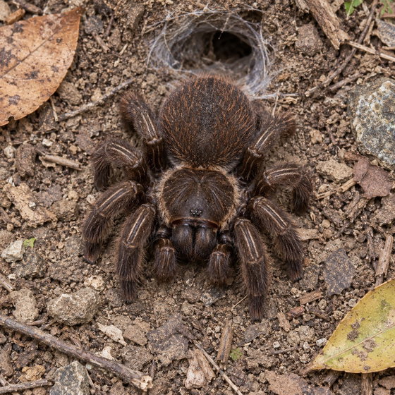 Dominican stripe knee tarantula