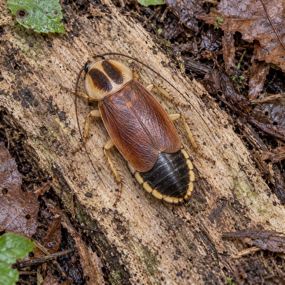 banded wood cockroach