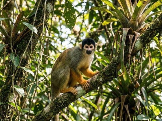 black-capped squirrel monkey