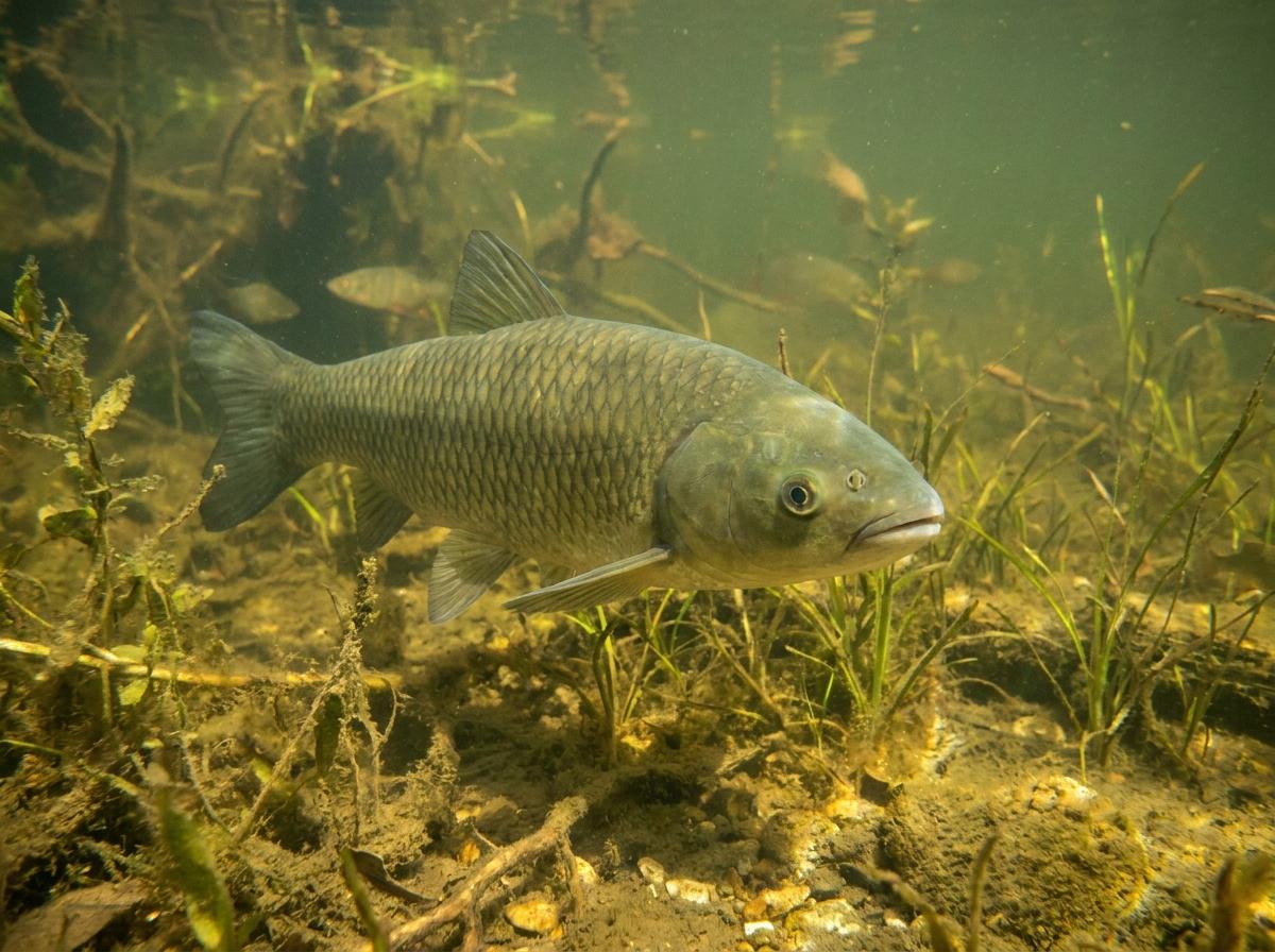 grass carp