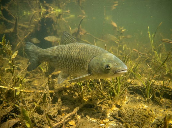 grass carp