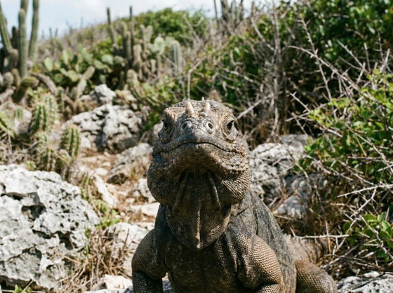 rhinoceros iguana