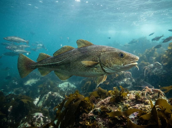 Atlantic cod