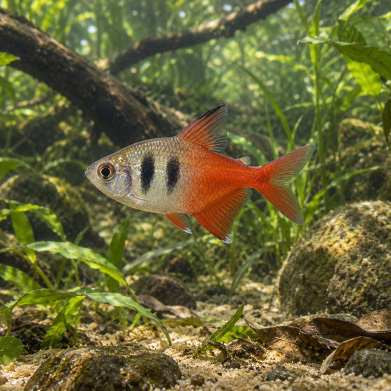 flame tetra
