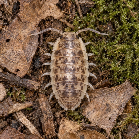 marbled Spanish isopod
