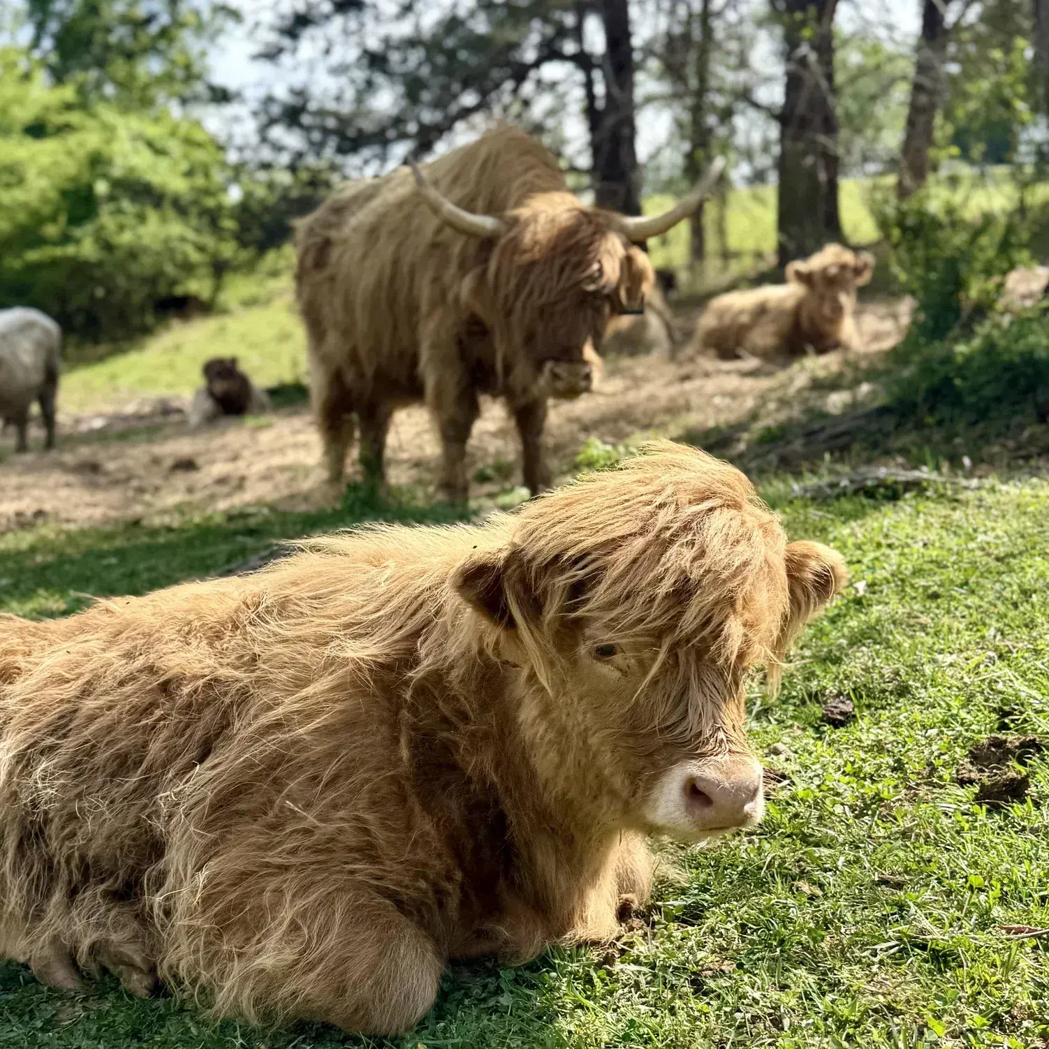 Heifer Calf