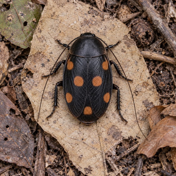orange domino roach