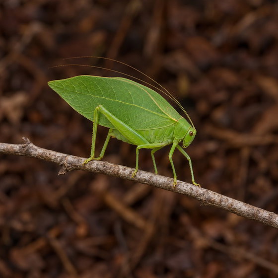 giant katydid