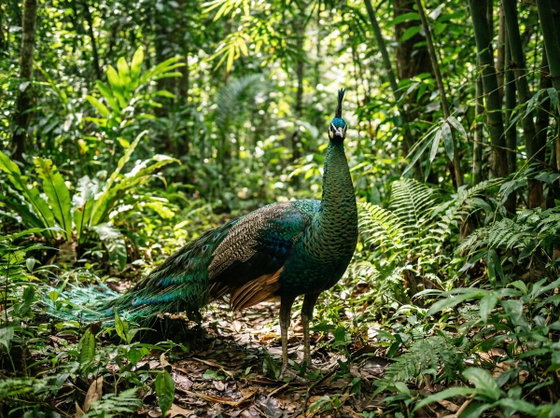 Green Peafowl